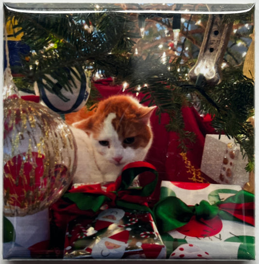 Pet Photo Magnets - Turn Your Pets into Fridge Stars!