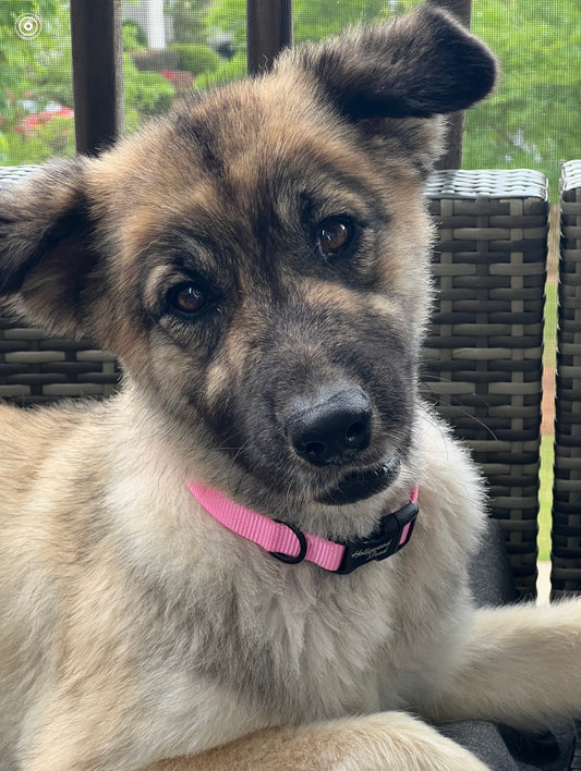 Pet Photo Magnets - Turn Your Pets into Fridge Stars!