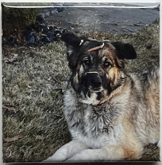 Pet Photo Magnets - Turn Your Pets into Fridge Stars!