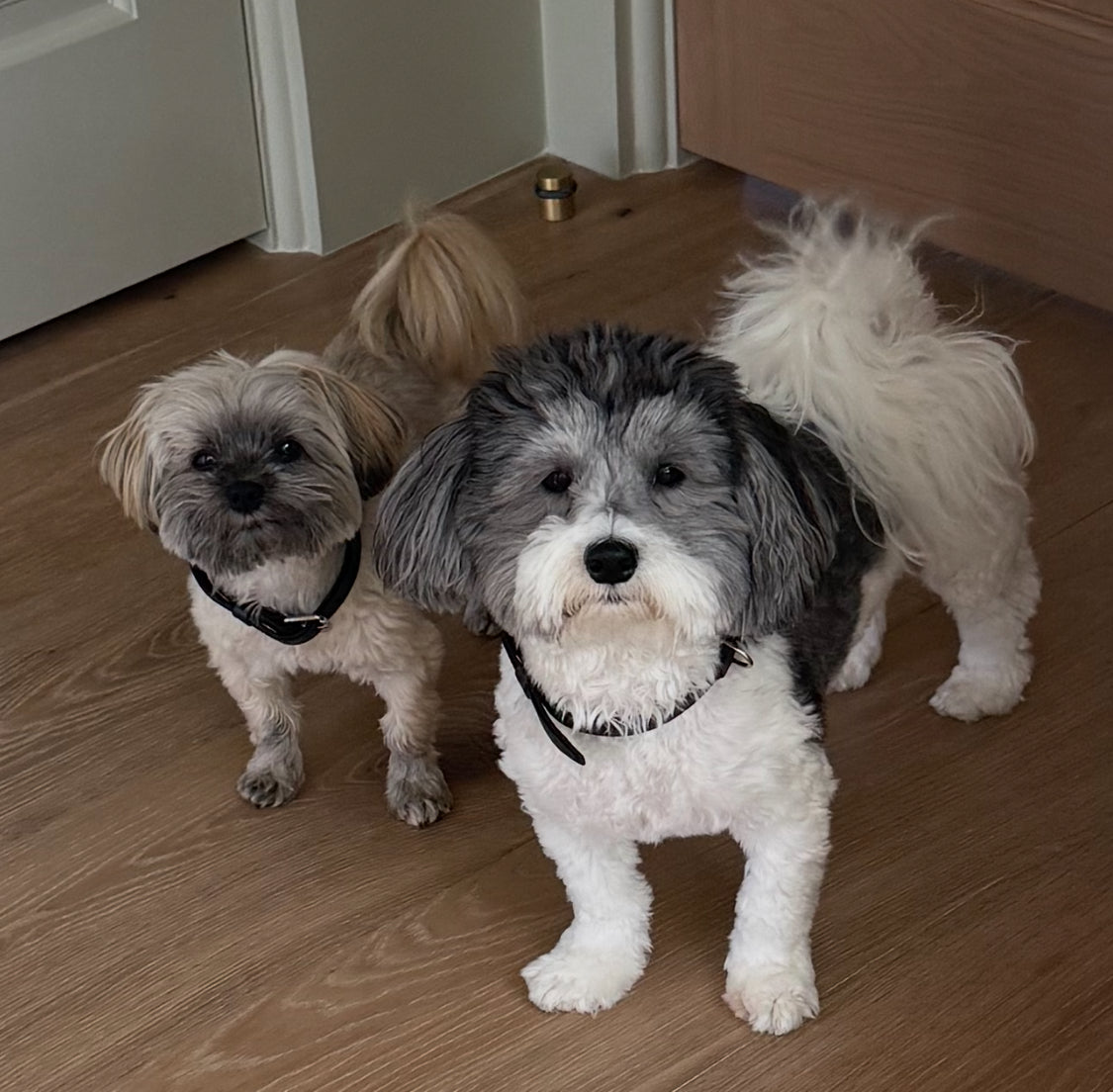 Pet Photo Magnets - Turn Your Pets into Fridge Stars!